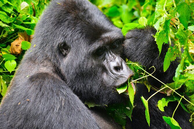 4 Days Gorilla tracking Tour in Uganda - The Value of This Tour