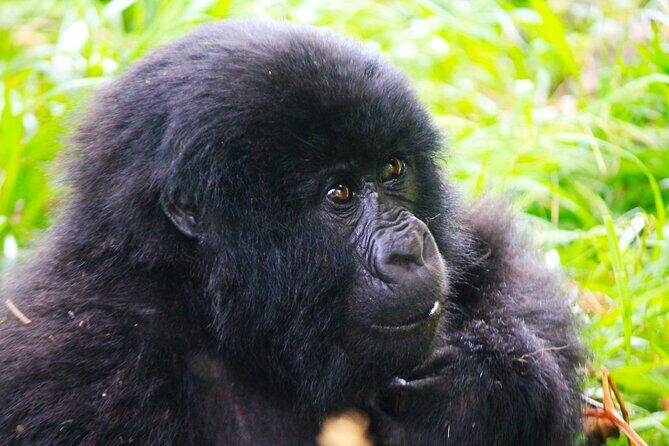 4 Days Gorilla tracking Tour in Uganda - The Sum Up: Who Is This Tour Best For?