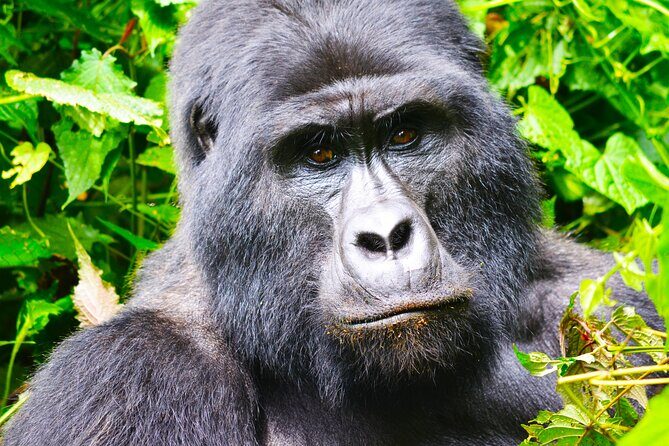4 Days Gorilla tracking Tour in Uganda - FAQ