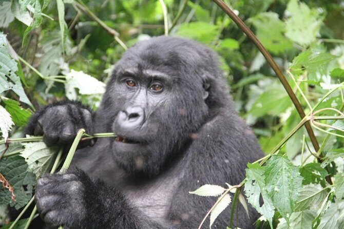 4 Days Gorilla Trekking, Lake Bunyonyi and Rwanda National Parks - Key Points
