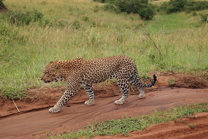 4 days group joining budget safari to Maasai Mara only - Why This Safari Might Be Perfect for You