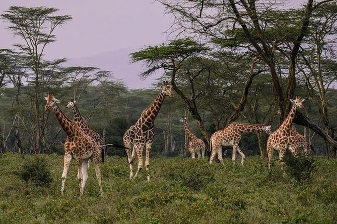 4 days group joining budget safari to Maasai Mara only - Frequently Asked Questions