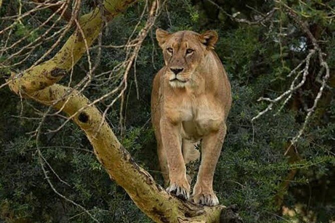 4 Days Group Joining Budget Safari To Masai Mara And Lake Nakuru National Park - FAQ