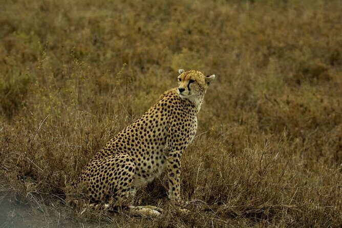 4 Days Group Joining Camping Safari to Tarangire Serengeti Ngorongoro Crater - The Experience at a Glance