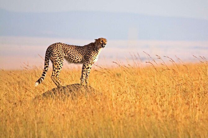 4 Days Group Joining Camping Tanzania safari - Exploring the 4-Day Tanzania Safari in Detail