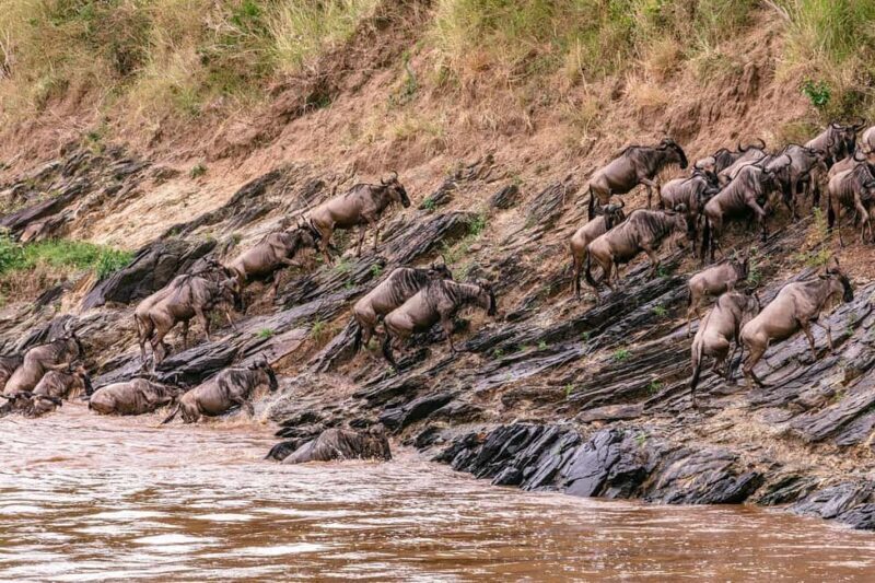 4 days Group safari in Masaai Mara and Lake Nakuru Park - Final Thoughts