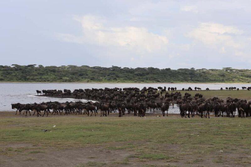 4 Days Group Tour Tarangire, Serengeti & Ngorongoro Crater - Authentic Experience and Genuine Encounters