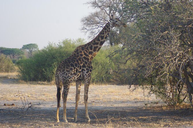4 days Hwange Safari Game drive Staying at Iganyane Tented camp - Key Points