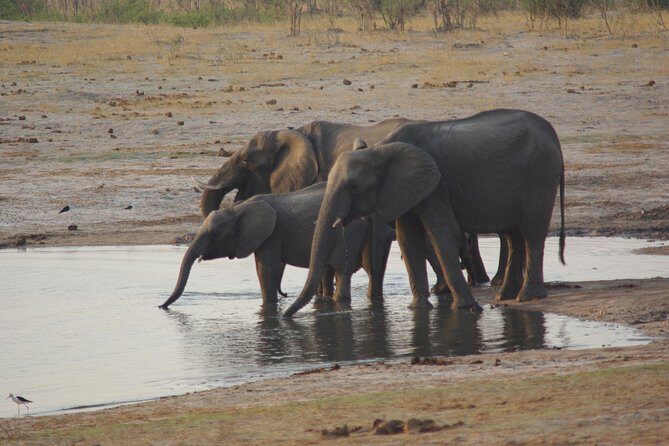 4 days Hwange Safari Game drive Staying at Iganyane Tented camp - An Overview of the Hwange Safari Experience