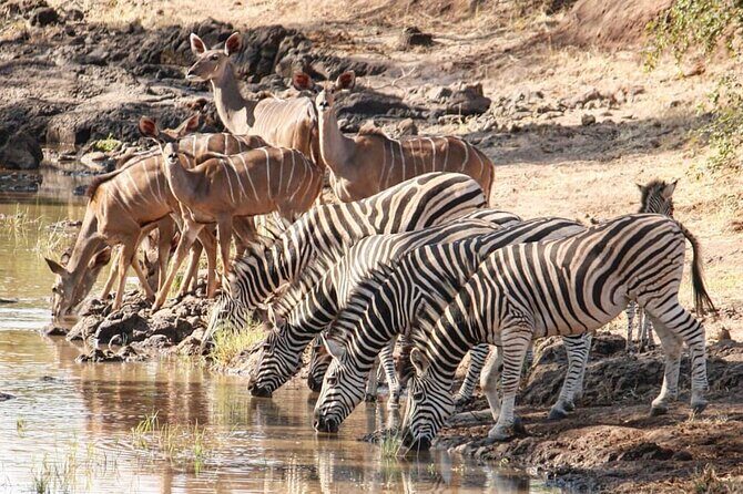 4 days Hwange Safari Game drive Staying at Iganyane Tented camp - Practicalities and Tips