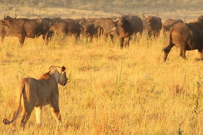 4 days Hwange Safari Game drive Staying at Iganyane Tented camp - Authentic Encounters and Highlights