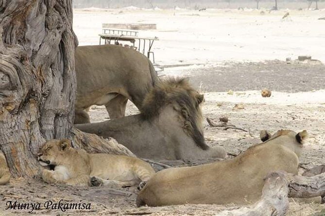 4 days Hwange Safari Game drive Staying at Iganyane Tented camp - Who Is This Tour Best For?