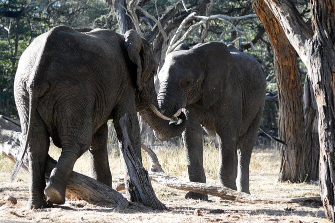 4 days Hwange Safari Game drive Staying at Iganyane Tented camp - The Sum Up