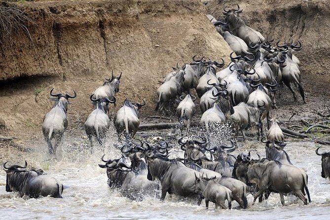 4 days Join Group safari in Serengeti, Ngorongoro and Lake Manyara National Park - Key Points