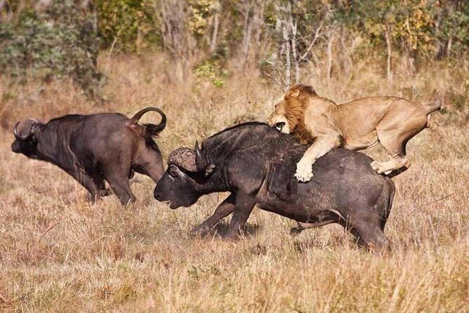 4 days Join Group safari in Serengeti, Ngorongoro and Lake Manyara National Park - Who Is This Tour Best Suited For?