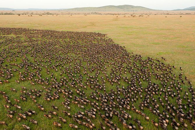4 days Join Group safari in Serengeti, Ngorongoro and Lake Manyara National Park - FAQs