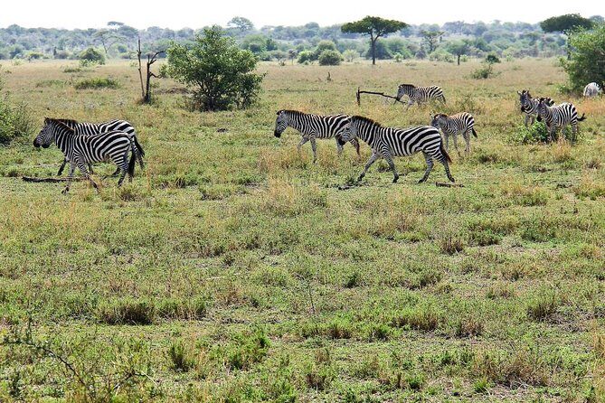 4 Days Join Group tour Tarangire Serengeti and Ngorongoro crater - An In-Depth Look at the Tour