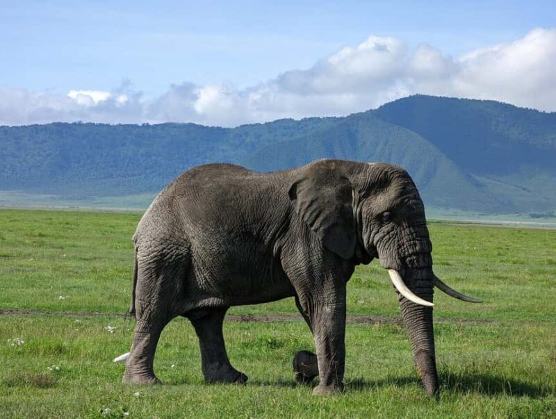 4 Days Join-In Safari: Big Five & Great Plains - The Practical Side: What’s Included and What’s Not