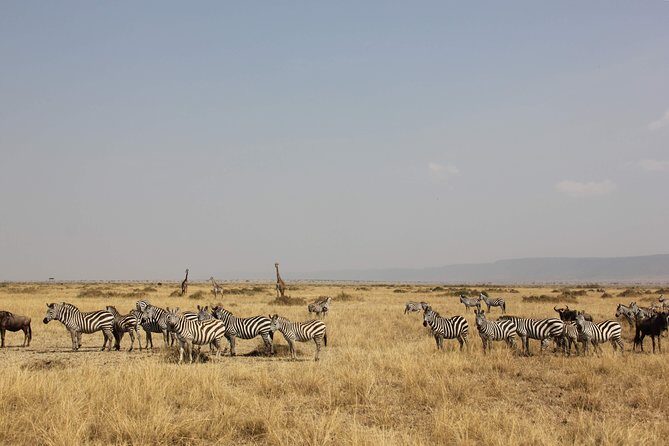 4 Days Kenya Safari - An In-Depth Look at the 4-Day Kenya Safari