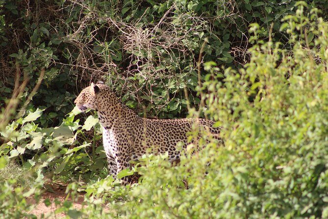 4 Days Kenya Safari - Authentic Experiences and Highlights