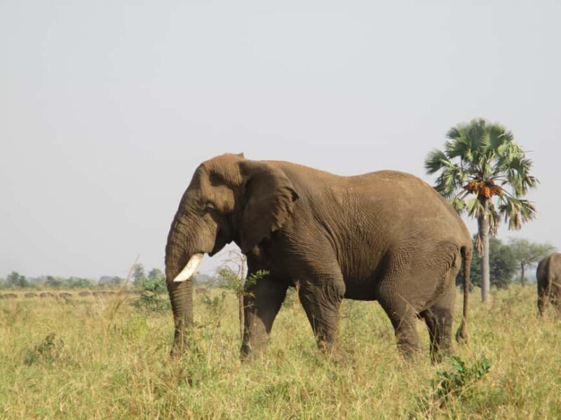 4 Days Kidepo Valley National Park Safari - Key Points