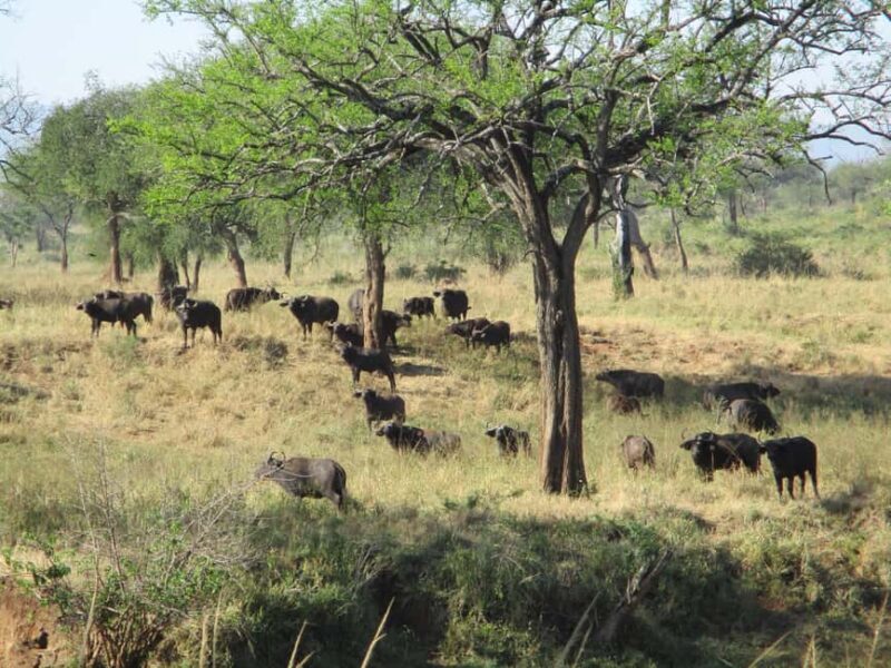 4 Days Kidepo Valley National Park Safari - Journey Through Uganda’s Hidden Gem