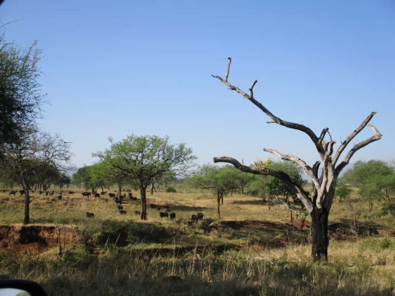 4 Days Kidepo Valley National Park Safari - FAQ