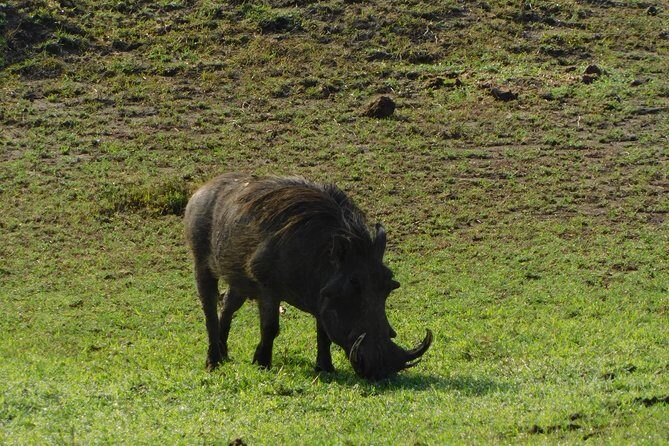 4 Days Kilimanjaro Experience - Mombasa - Key Points