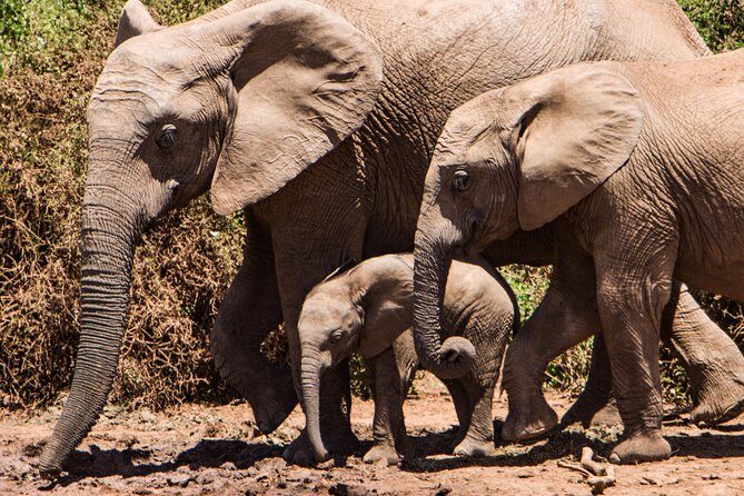 4 days Kruger Park Big 5 Safari and Awesome Panorama Route - Who Will Enjoy This Tour Most?