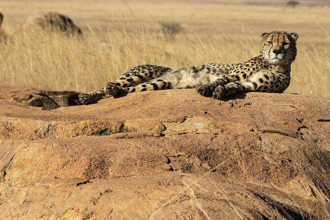 4 Days Lake Nakuru and Masai Mara Luxury Safari - Key Points