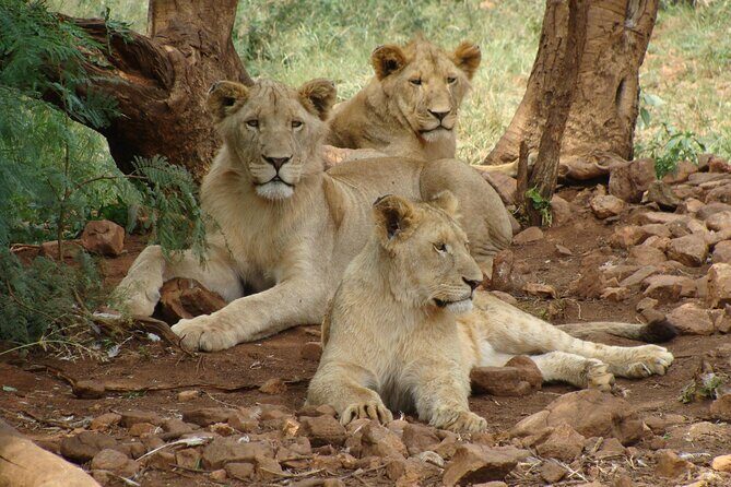 4 Days Lake Nakuru and Masai Mara Luxury Safari - An Authentic Kenyan Safari Experience