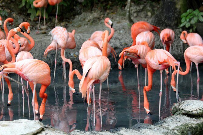 4 Days Lake Nakuru and Masai Mara Luxury Safari - Final Thoughts: Who Is This Safari Best For?