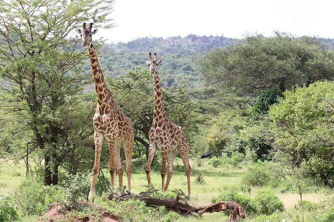4 Days Lake Nakuru and Masai Mara Luxury Safari - FAQs