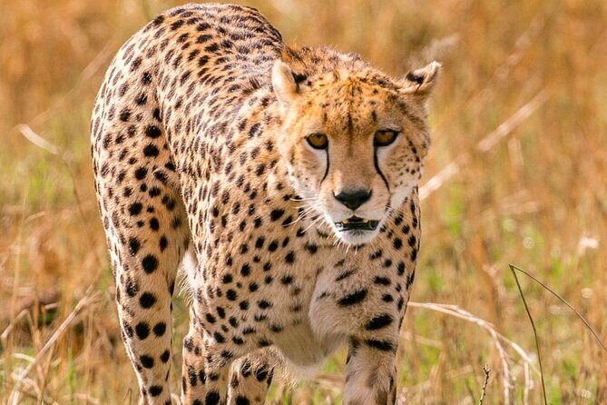 4 Days Landcruiser Safari to Masai Mara and Lake Nakuru - Key Points