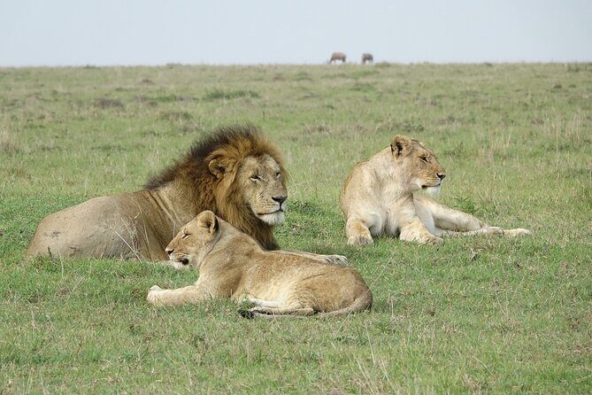 4 Days Landcruiser Safari to Masai Mara and Lake Nakuru - The Itinerary in Detail