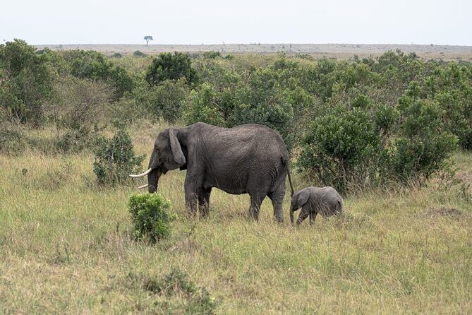 4 Days Landcruiser Safari to Masai Mara and Lake Nakuru - FAQs