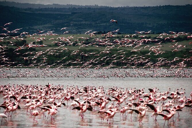 4 Days Landcruiser Safari to Masai Mara and Lake Nakuru - Final Thoughts
