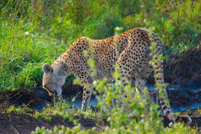 4 Days Lodge Safari - The Starting Point: Moshi and the First Stop at Lake Manyara
