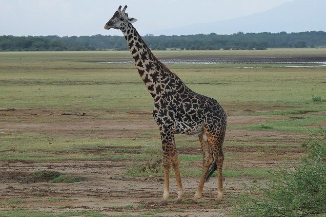 4 Days Lodge Safari - Day 4: The Final Game Drive and Return