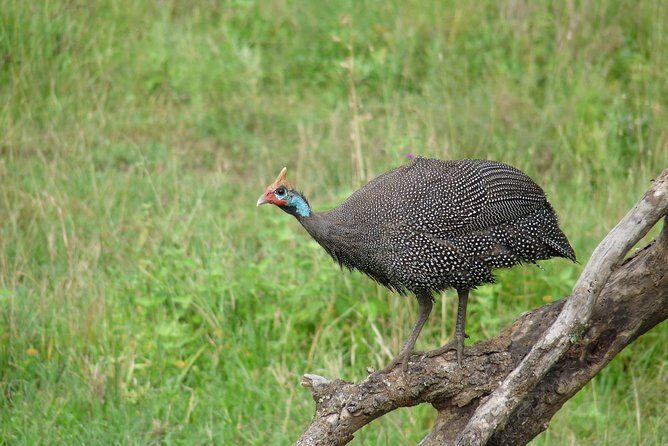 4 Days Lodge Safari - What Our Reviewers Say