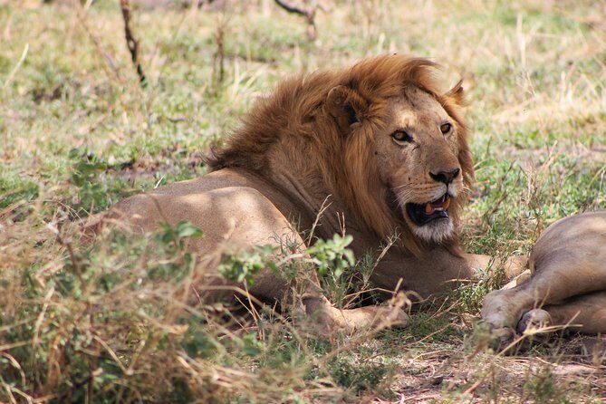 4 Days lodge safari Tarangire , Ngorongoro crater & Walking - Final Thoughts: Is This Tour Right for You?