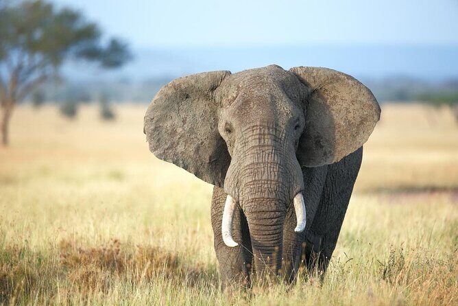 4 Days lodge safari Tarangire , Ngorongoro crater & Walking - Final Word