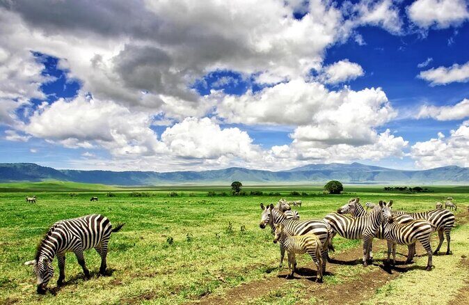 4 days luxury safari (a dream experience) - Key Points