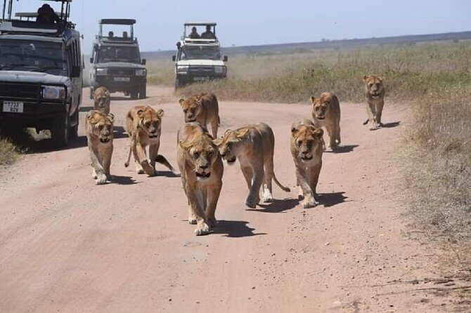 4 days luxury safari (a dream experience) - An In-Depth Look at the 4-Day Safari Itinerary