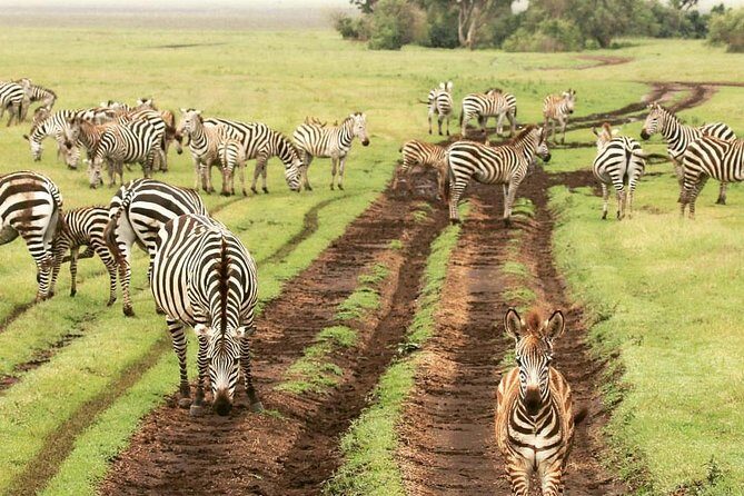4 days luxury safari (a dream experience) - The Sum Up