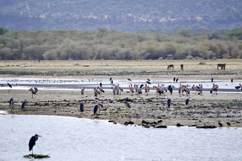 4 Days Luxury Safari to Serengeti & Ngorongoro Crater - What Makes This Safari Stand Out?