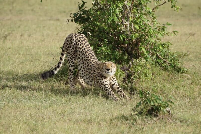 4 Days Maasai Mara and Lake Nakuru Group Safari from Nairobi - Key Points
