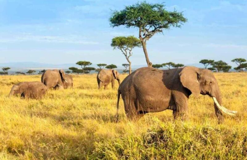 4 Days Maasai Mara and Lake Nakuru Group Safari from Nairobi - An Honest Look at the 4-Day Maasai Mara and Lake Nakuru Safari