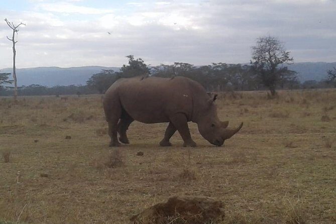 4 Days Maasai Mara and Lake Nakuru Unforgettable Safari - Overview of the Safari Experience
