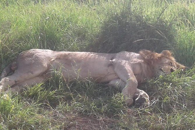 4 Days Maasai Mara and Lake Nakuru Unforgettable Safari - What the Tour Includes and Excludes